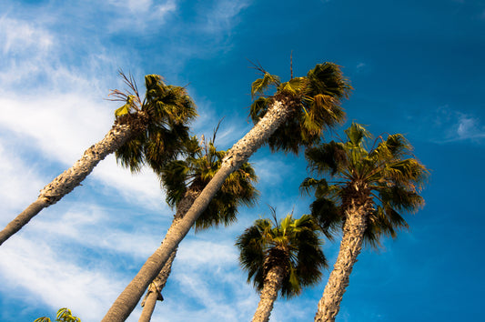 Yes, California is a State, But It’s Also a State of Mind