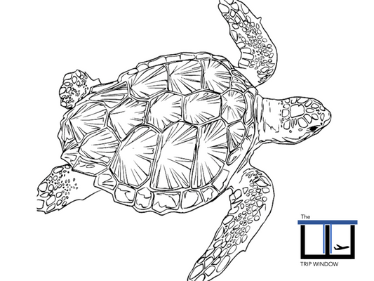 Hawaiian Sea Turtle Coloring Page For Kids - Coloring Activities For Kids - Travel Activities For Kids - Coloring For Kids - The Trip Window Active